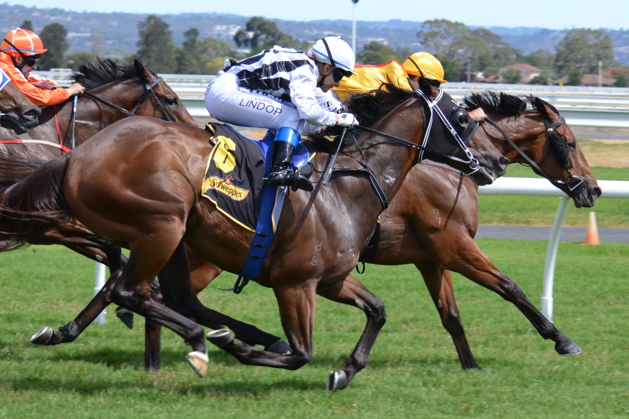 Where to Find the Best Horse Racing Tips Online